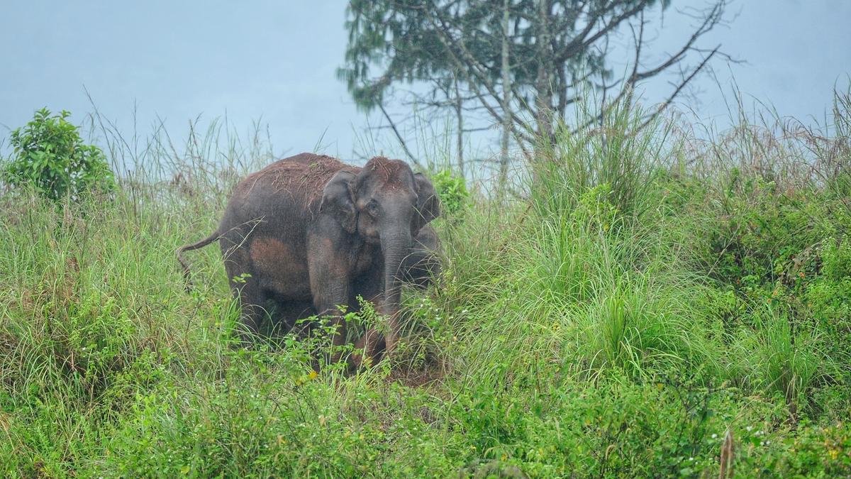 Kerala's Human-Wildlife Conflict: A Political Flashpoint