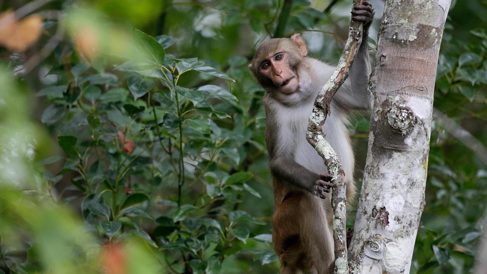 The Great Monkey Escape: 43 Macaques' Wild Adventure and Their Amazing Rescue!