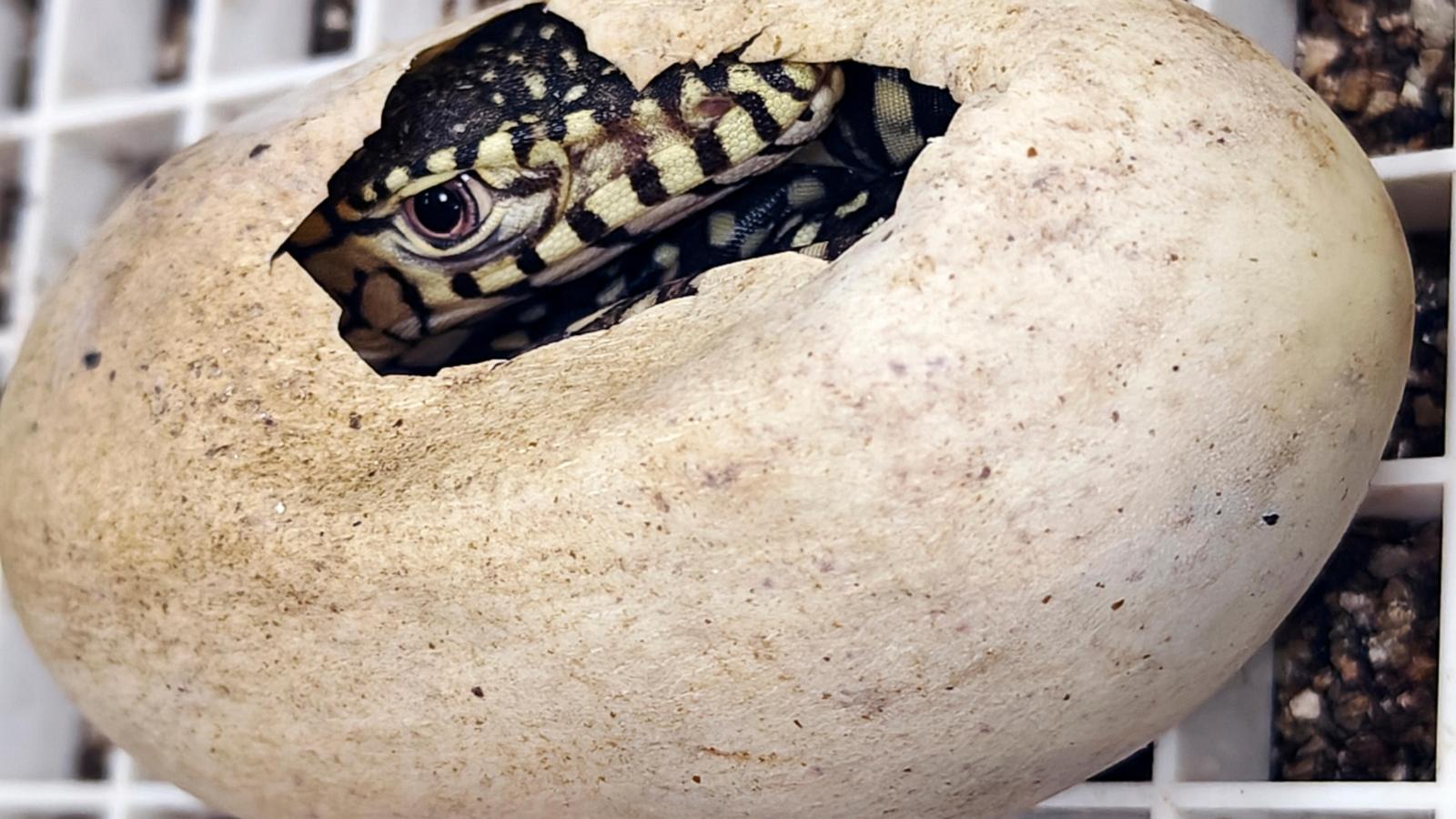 Los Angeles Zoo Makes History: First-Ever Hatching of Giant Perentie Lizards!